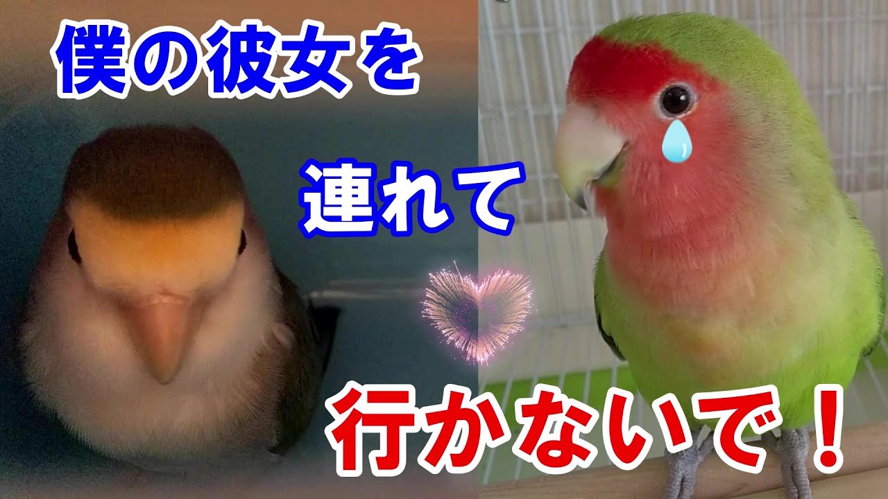 【愛鳥も飼い主もとても疲れた日でした。】Love bird health check.#コザクライン#もふもふ