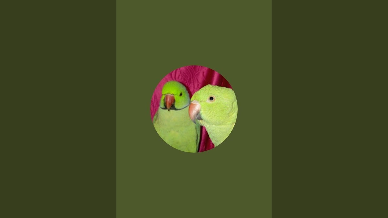 Meri Pyari 🦜parrot Rinky Mitthu is live