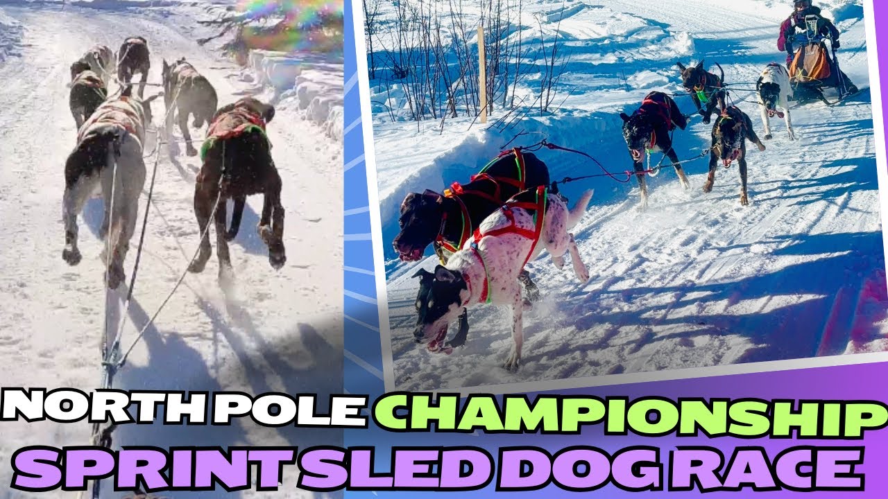 2025 North Pole Championship - Sprint Sled Dog Race! Vlog & videos. Sprint dogs & friends.