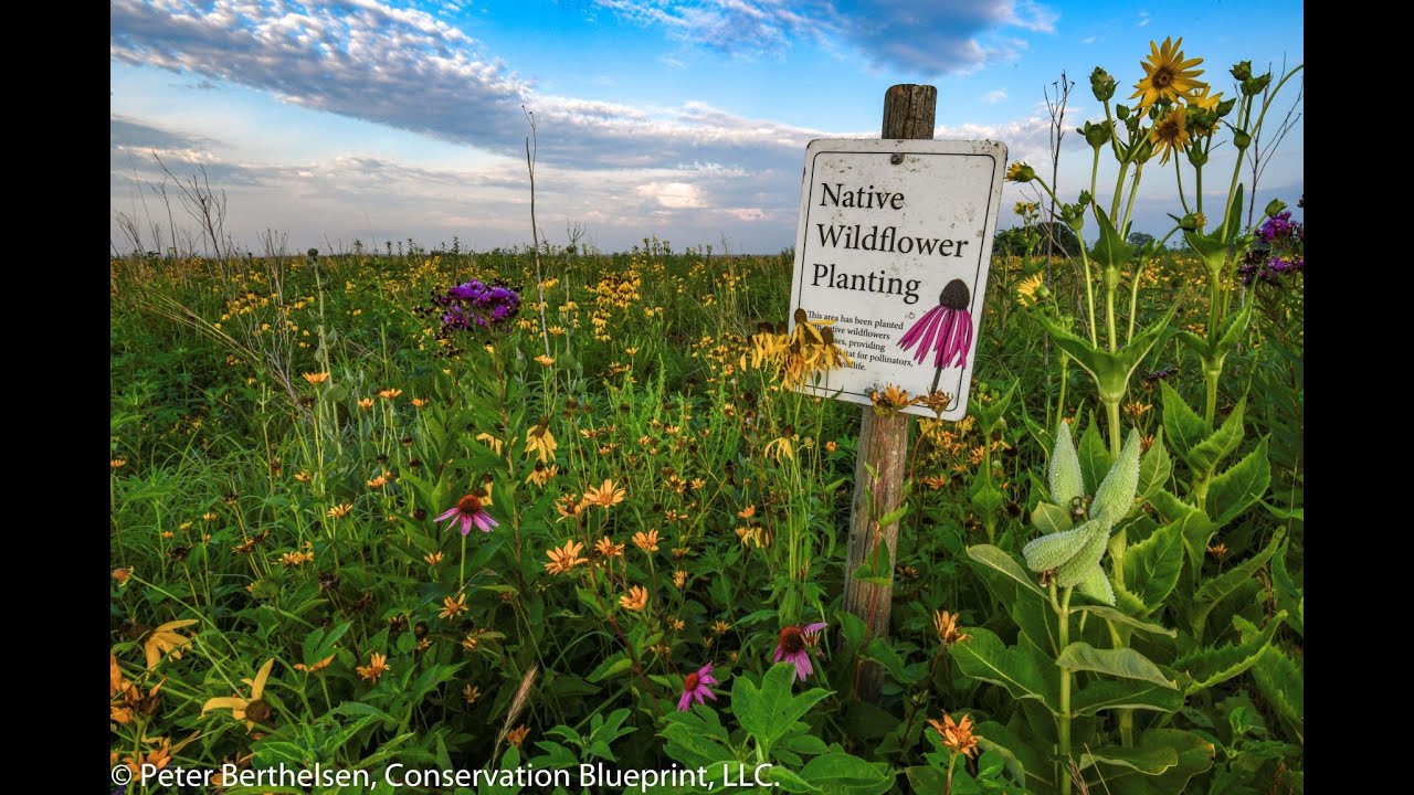 Controlling Smooth Brome in the Prairie