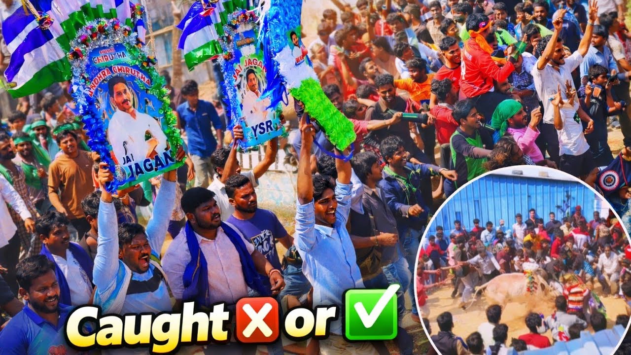 YSRCP 💚🐂 ANDHRA CHIRUTA 🐯 BULL ని చంద్రగిరి పశువుల పండుగలో పట్టారా? 🤯😯 | Full Video