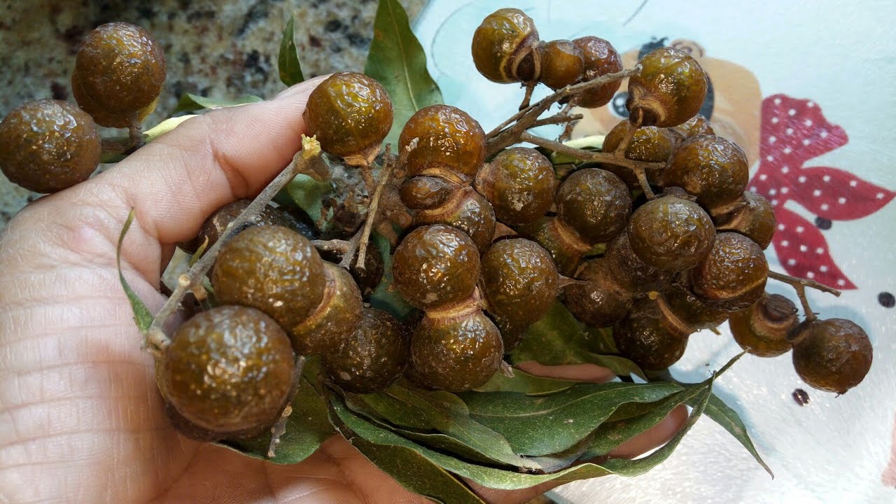 Sabão natural e ecológico: sapindus saponaria!