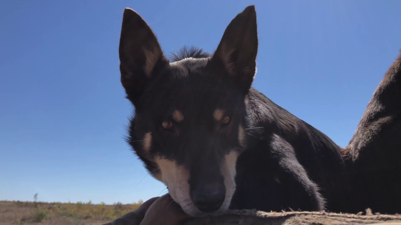 All about Australian Working Kelpies and life on a Queensland Cattle Station (4K)