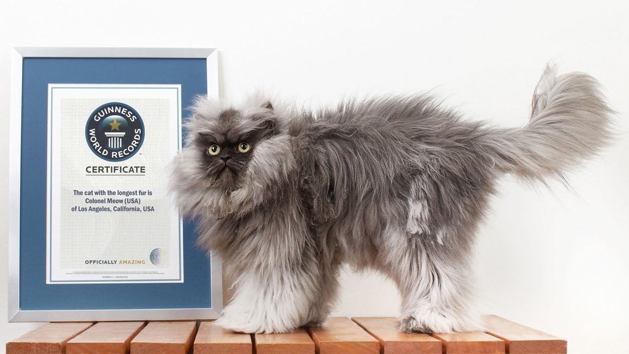 THE WORLDS FLUFFIEST CAT!