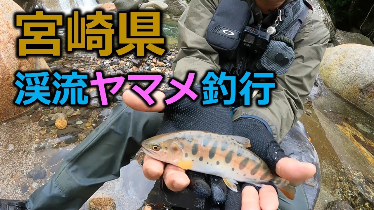 渓流ヤマメ釣行　宮崎県五ヶ瀬川水系