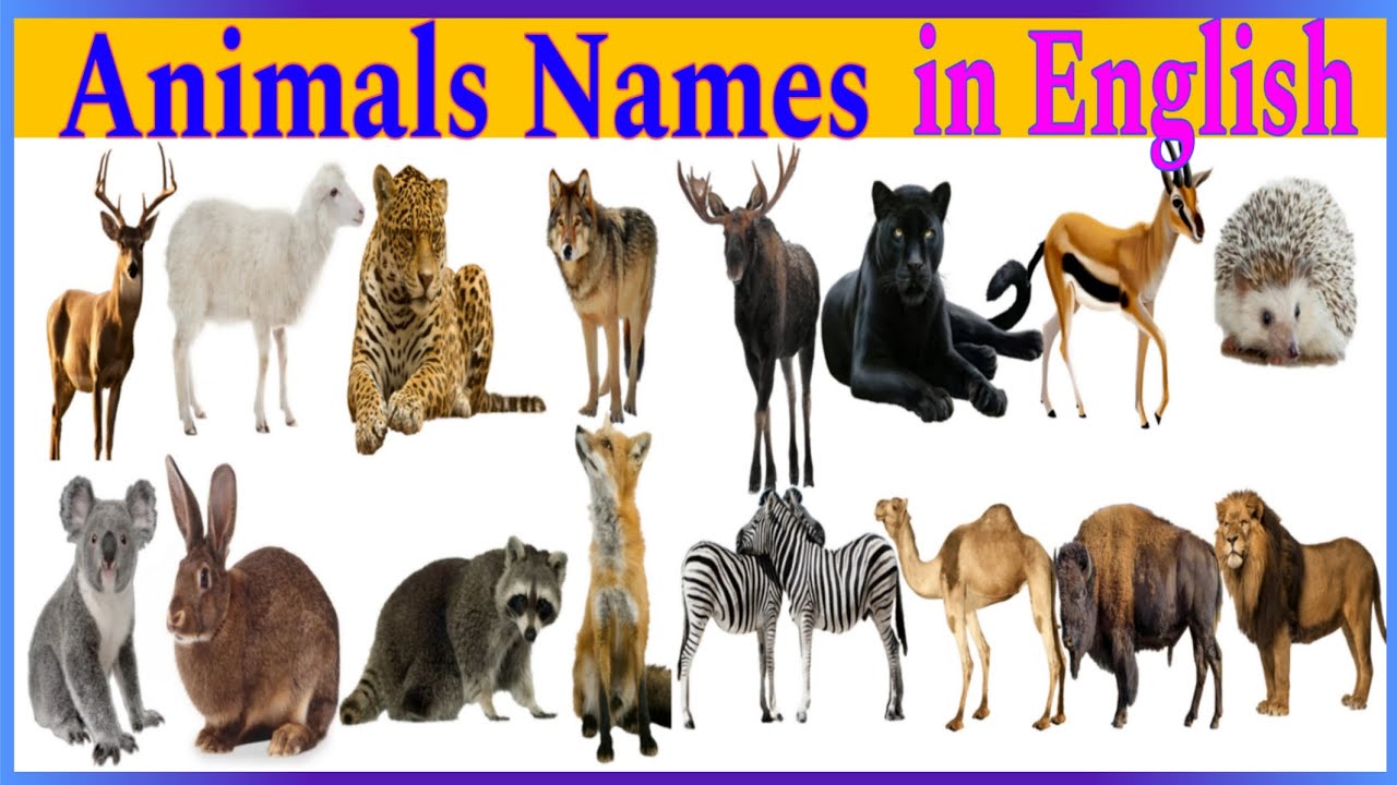 Animals Names in English with pictures 