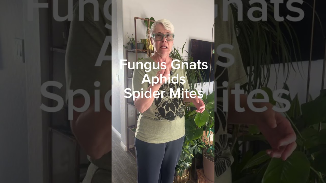 Plant problems and solutions #houseplants #houseplantproblems #@Heathersplantcorner 
