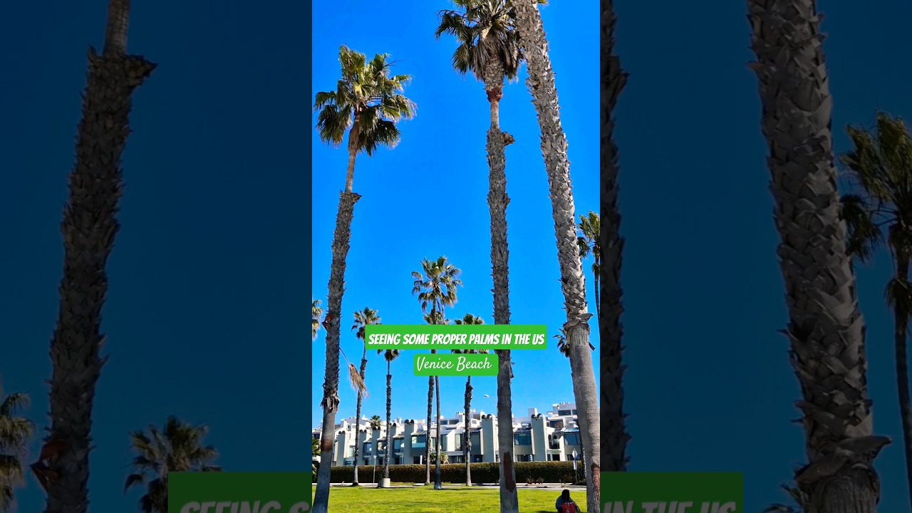 Venice Beach USA Palms | Washingtonia robusta | If only they grew this big in  UK  