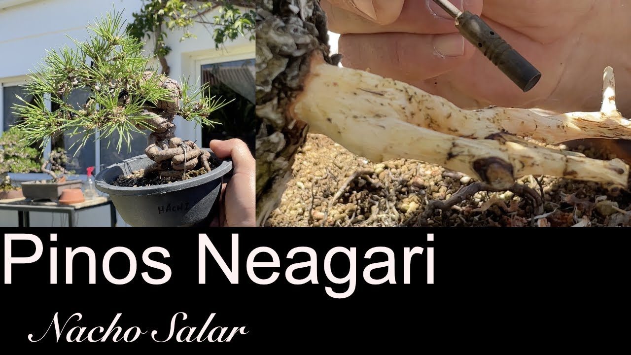 Pinos Neagari. Nacho Salar