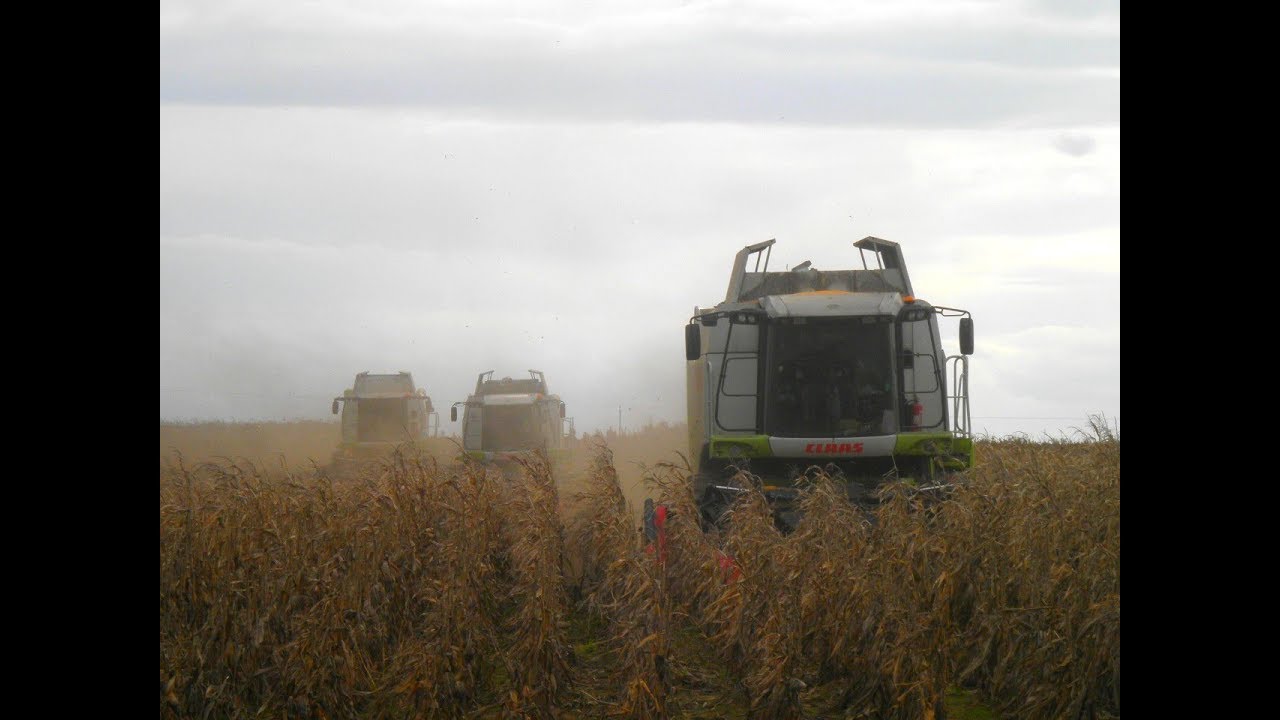 K.T.K. Kft. Kukorica aratás 2017. 3x Claas lexion