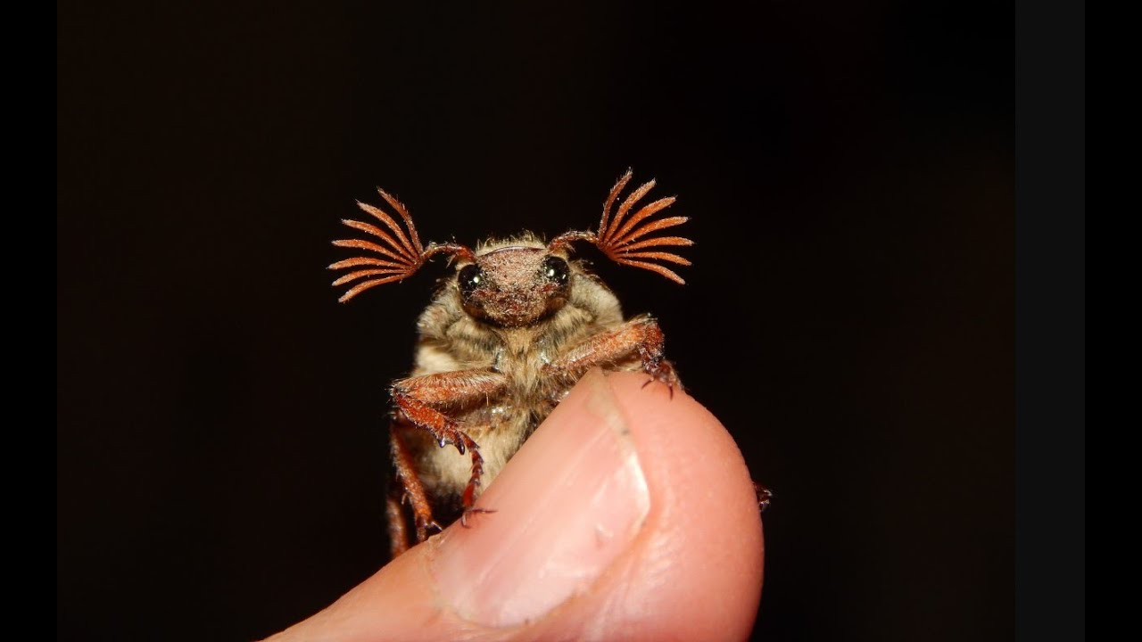 Welcome to Entomology World