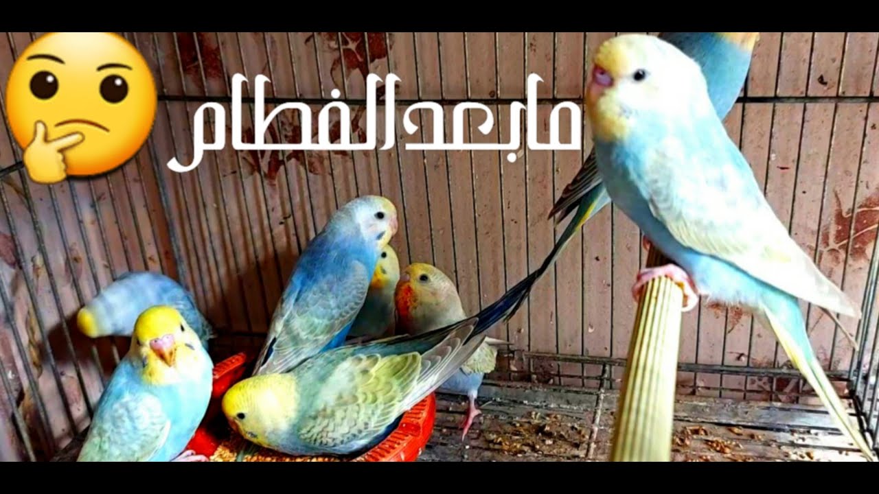 ما بعد الفطام ##