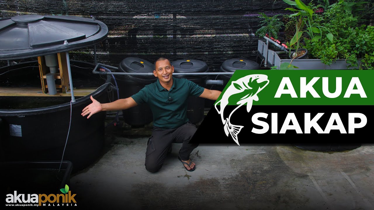 Apa Itu AKUAPONIK | Cara Bela Ikan SIAKAP Di Rumah Dalam Poly Tank
