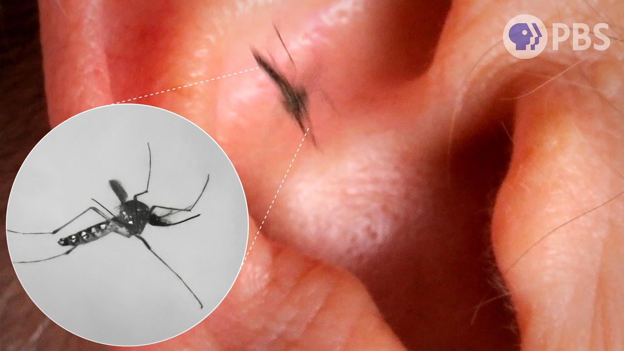 Who Loves a Mosquito&rsquo;s Buzz? The Answer Will Bug You! | Deep Look