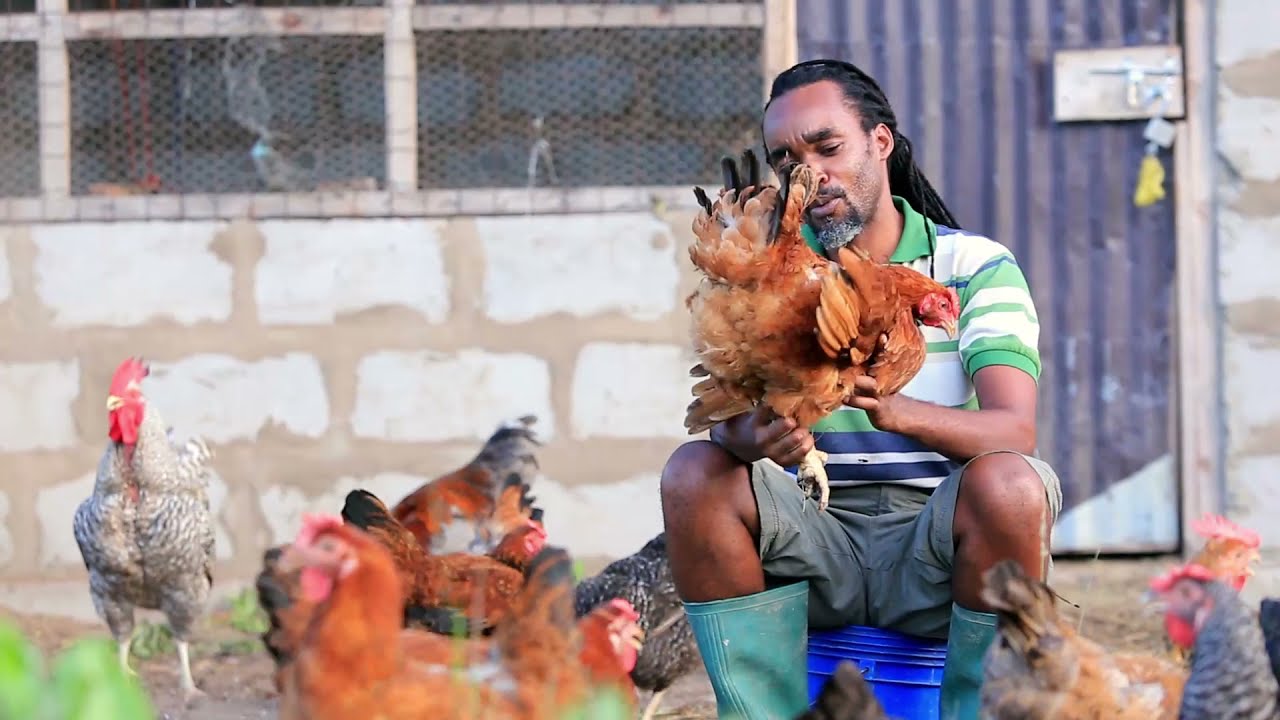 Ufugaji wa Kuku kwa njia za Asili