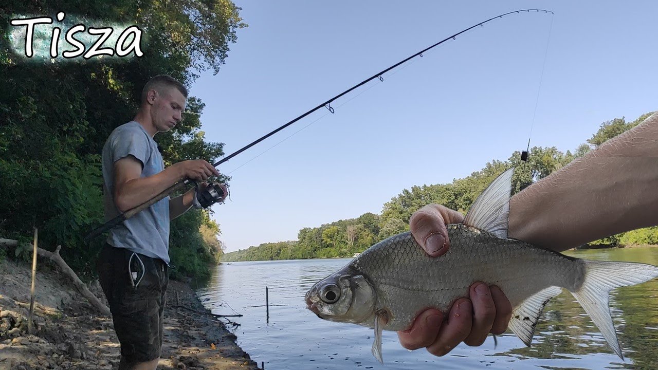 Tisza - Hosszú előkés feederezés az alapoktól