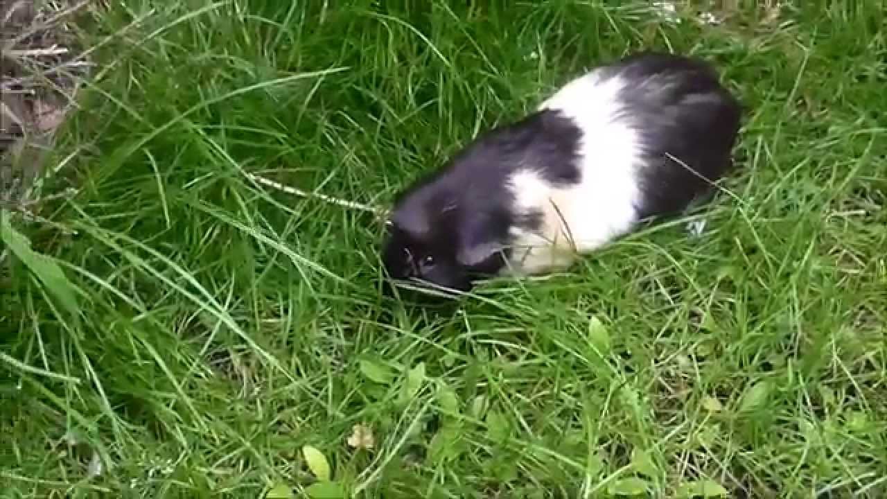 My natural guinea pig enclosure \(^_^)/