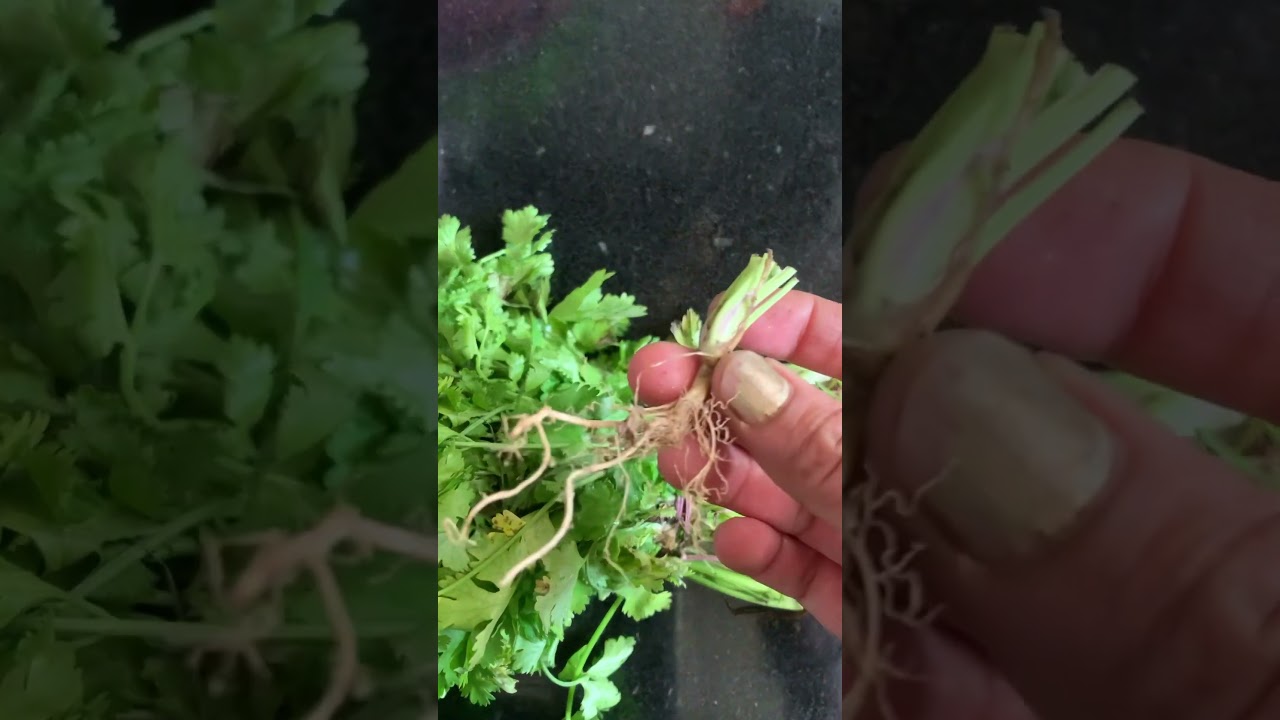 How to grow  coriander from roots🌱