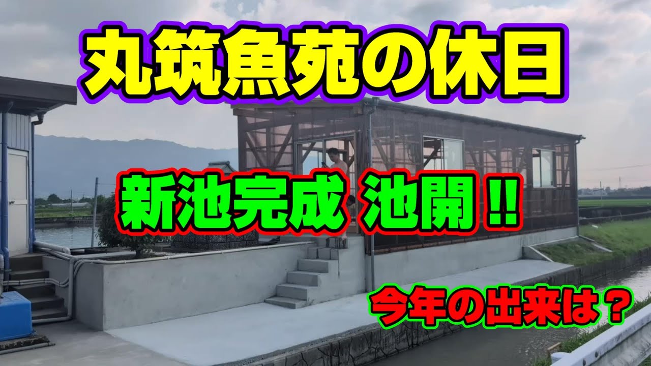 【汚池再生計画】福岡県久留米市『丸筑魚苑』の新しく出来た飼育池の池開き、選別の様子などなど‼