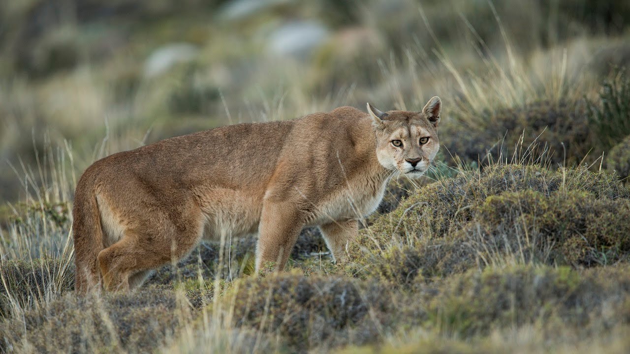 11 Awesome Native Animals You Must See in Chile