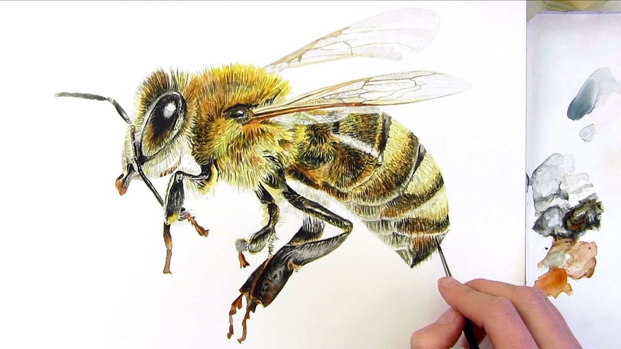 How to paint a realistic honey bee in watercolor