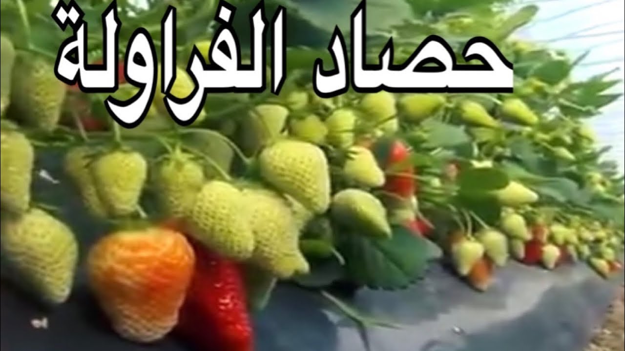 مراحل زراعة الفراولة من الشتلة حتي بداية الاثمار
