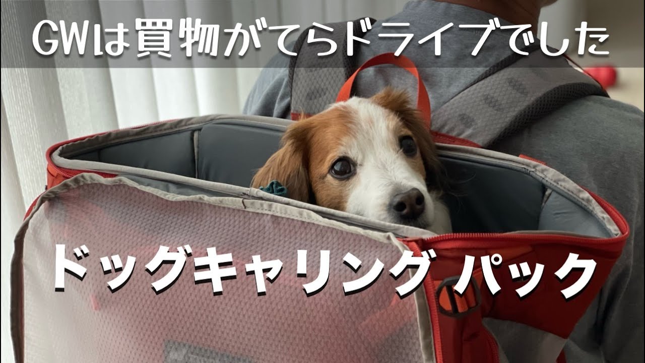 GWは買物がてらドライブ♪モンベルでドッグキャリングパックを買っちゃいました♪コーイケルホンディエ | ノヴァスコシアダックトーリングレトリバー