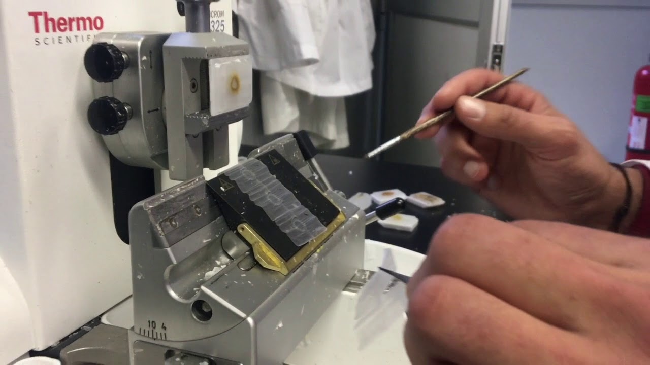 Técnica Histológica Etapa de Corte y montaje inicial