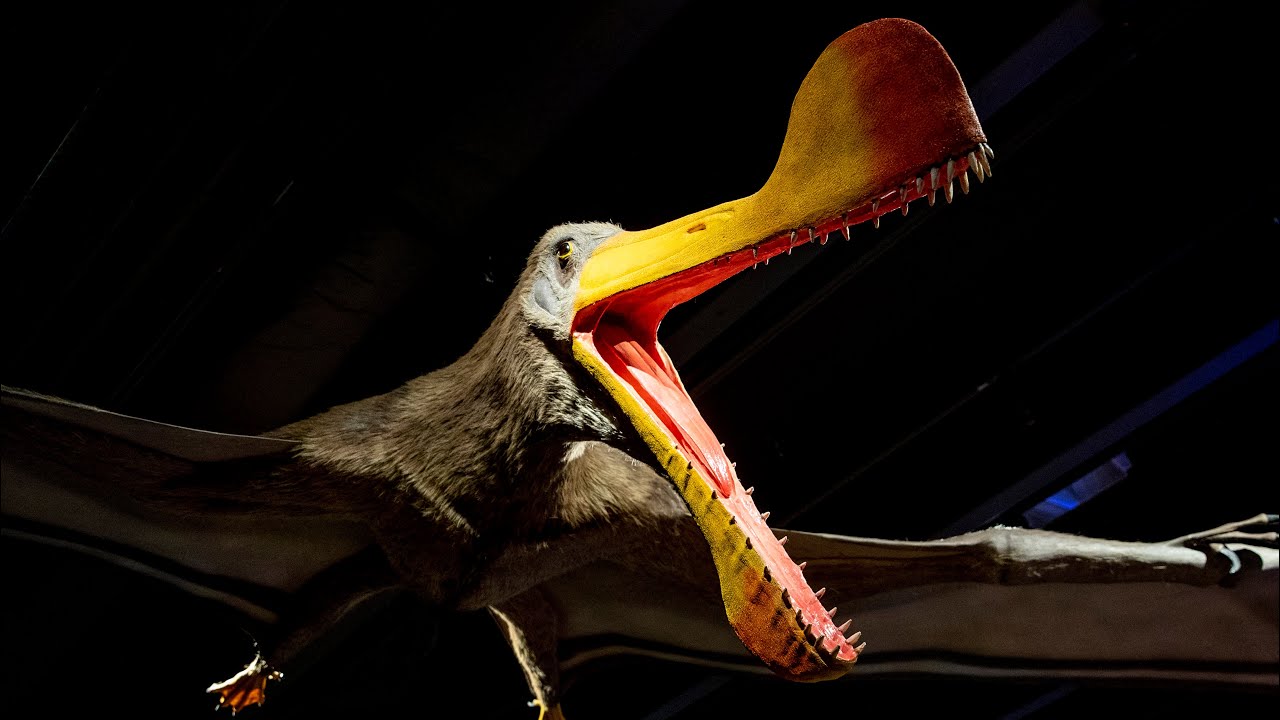 Fly like a pterosaur at interactive museum exhibit