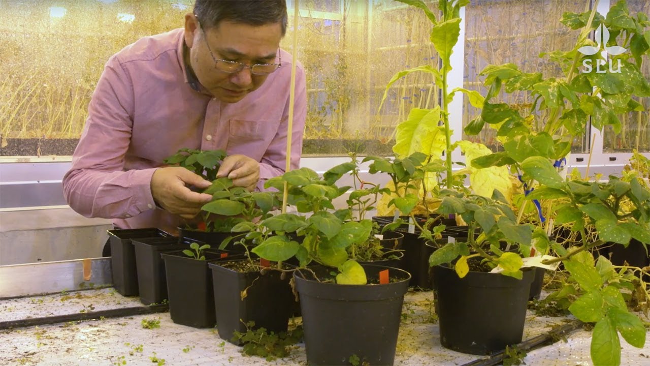 Jiasui Zhan &ndash; Professor of Plant Pathology at SLU