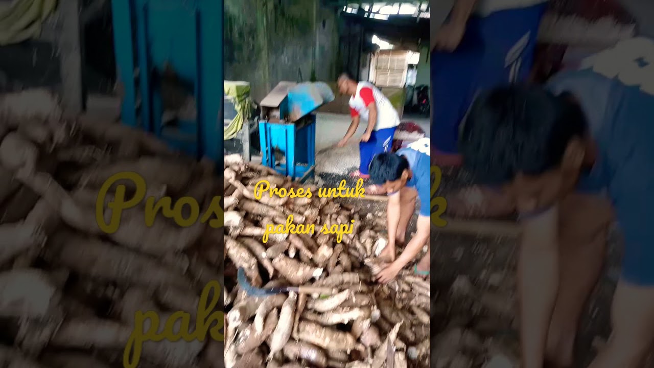 singkong d seleb lalu d jemur ya gaes.. ini masih berproses untuk pakan sapi ..simak ya👍