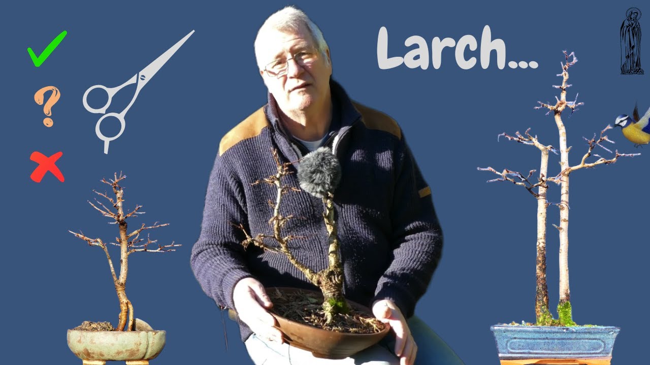 Is it SAFE to prune bonsai in Winter?