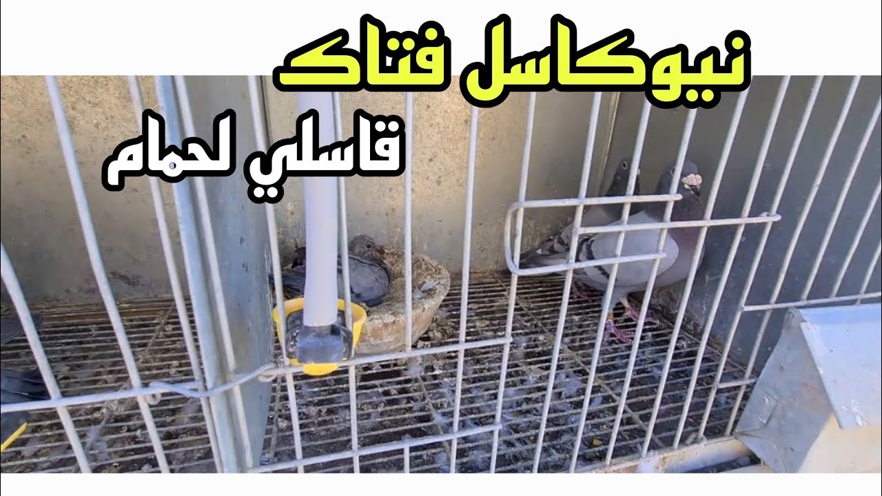 جا الفايروس قاس الحمام صغار وكبار 80 فالمية لي ملقح لي باقي في الحمام الزاجل و الحمام الخينيسي
