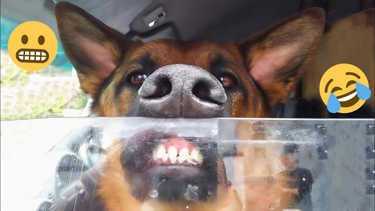 HILARIOUS DOGS Being Weird 🤪 NEW Funniest Dogs Video 2025 #9