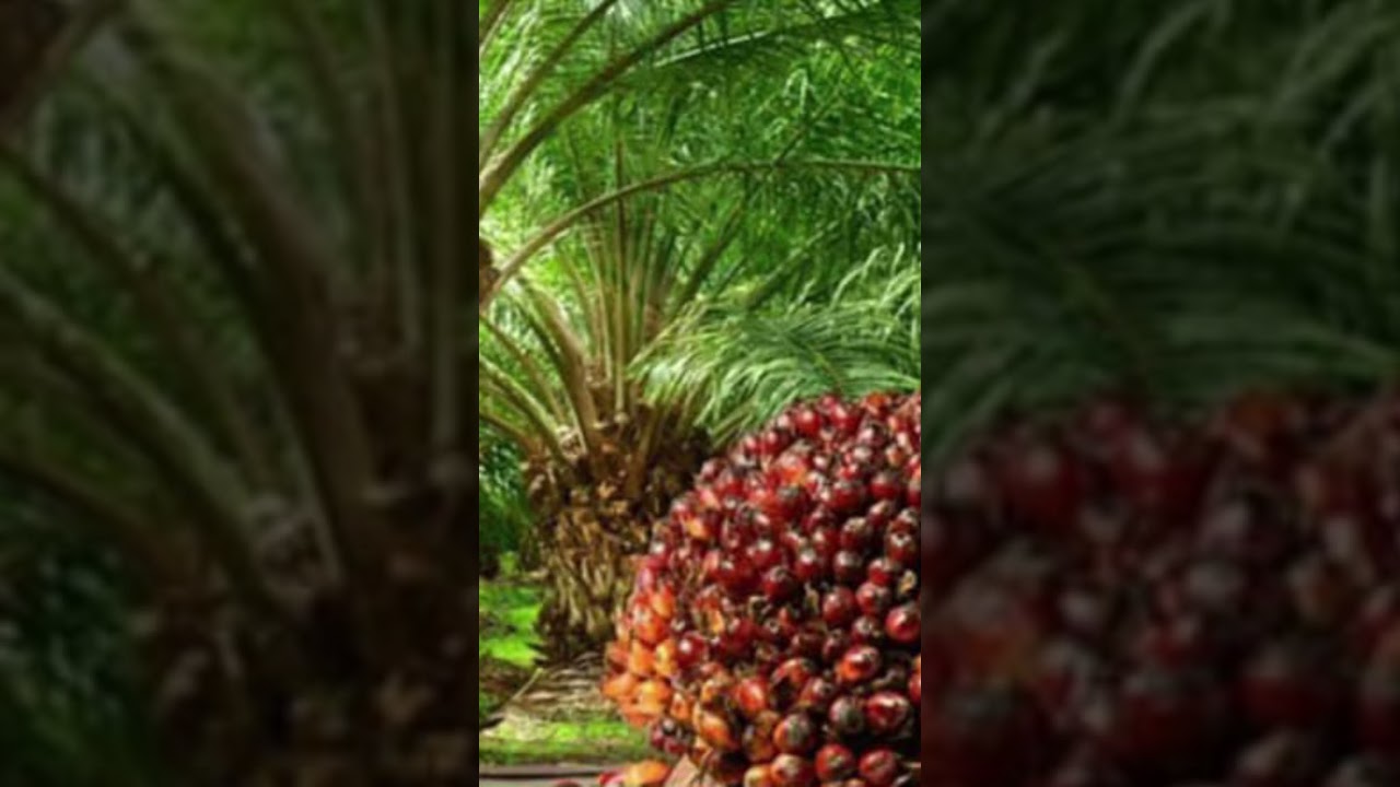 Oilpalm🌴 is known as a great source of income in Nigeria, Malaysia, And other Countries, 08034845118