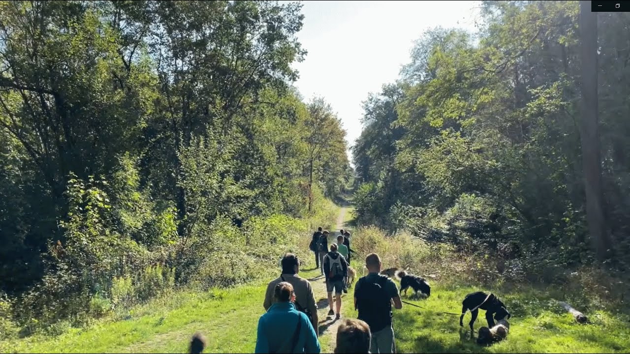 La cani-rando au Club Canin de la Plaine de Jouars dans les Yvelines (78)