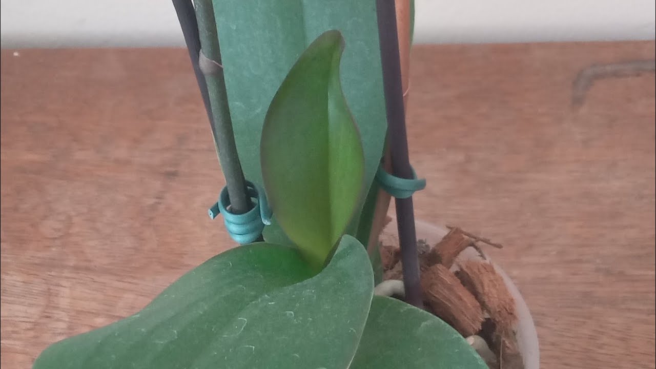 VOCÊ SABER HORA  DE FAZER O REPLANTE ORQUÍDEA PHALEANOPOLIS MINI...
