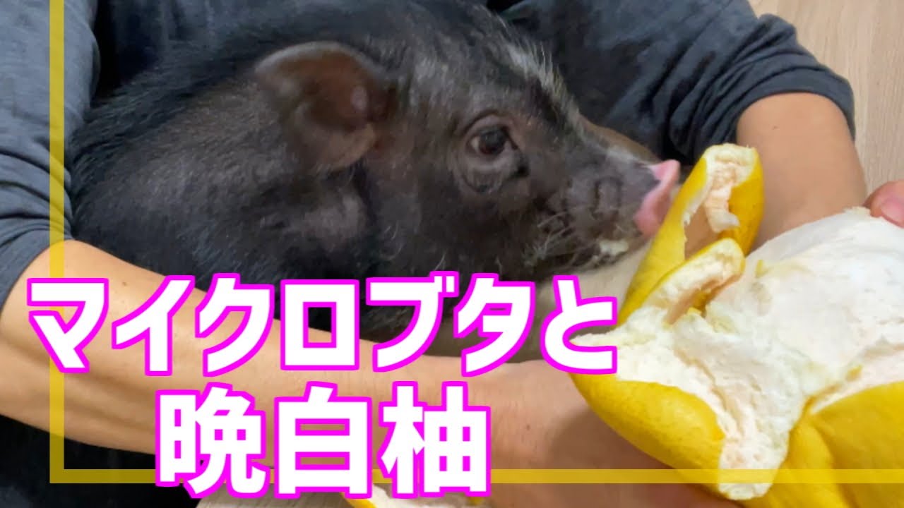 【巨大!】マイクロブタのフラニーと晩白柚を食べる!【修羅場】