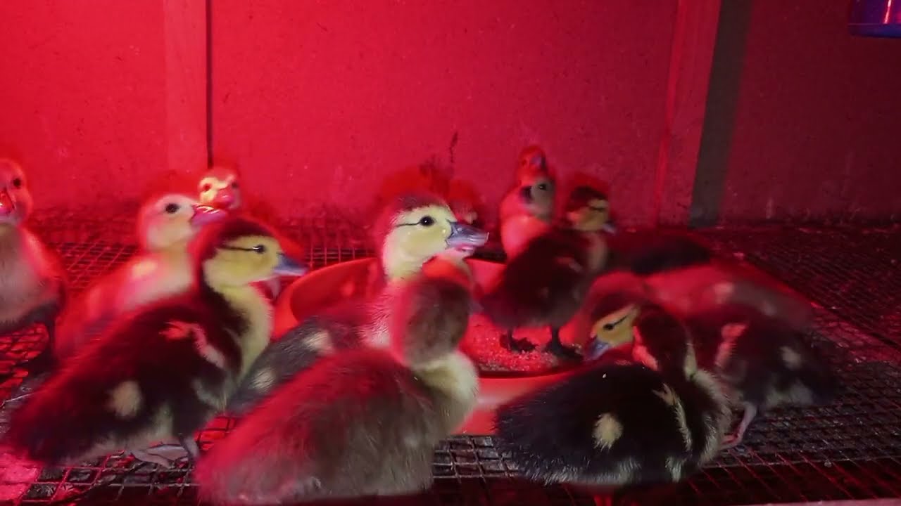 🔴 LAL ORDEK BALALARININ QIZIL BAXILMA QAYDASI