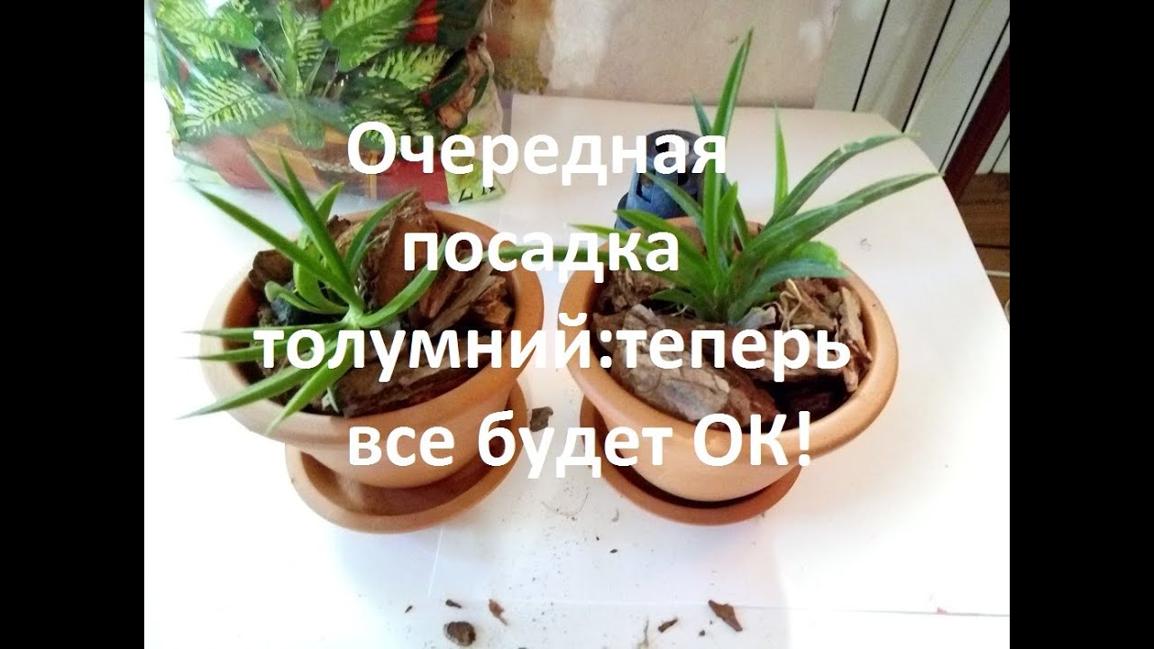 Очередная посадка толумний:теперь все будет ОК!