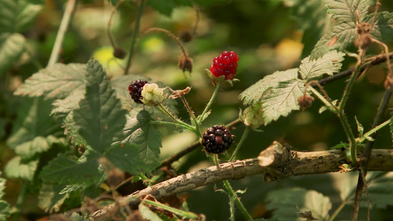 trailing blackberry - Rubus ursinus.  Identification and characteristics