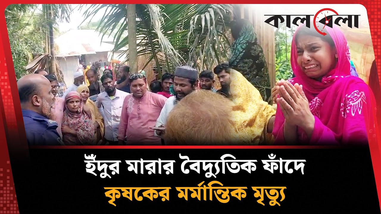 ধান ক্ষেতে ইঁদুর মা'রা'র বৈদ্যুতিক ফাঁ'দে প্রা'ণ গেল কৃষকের