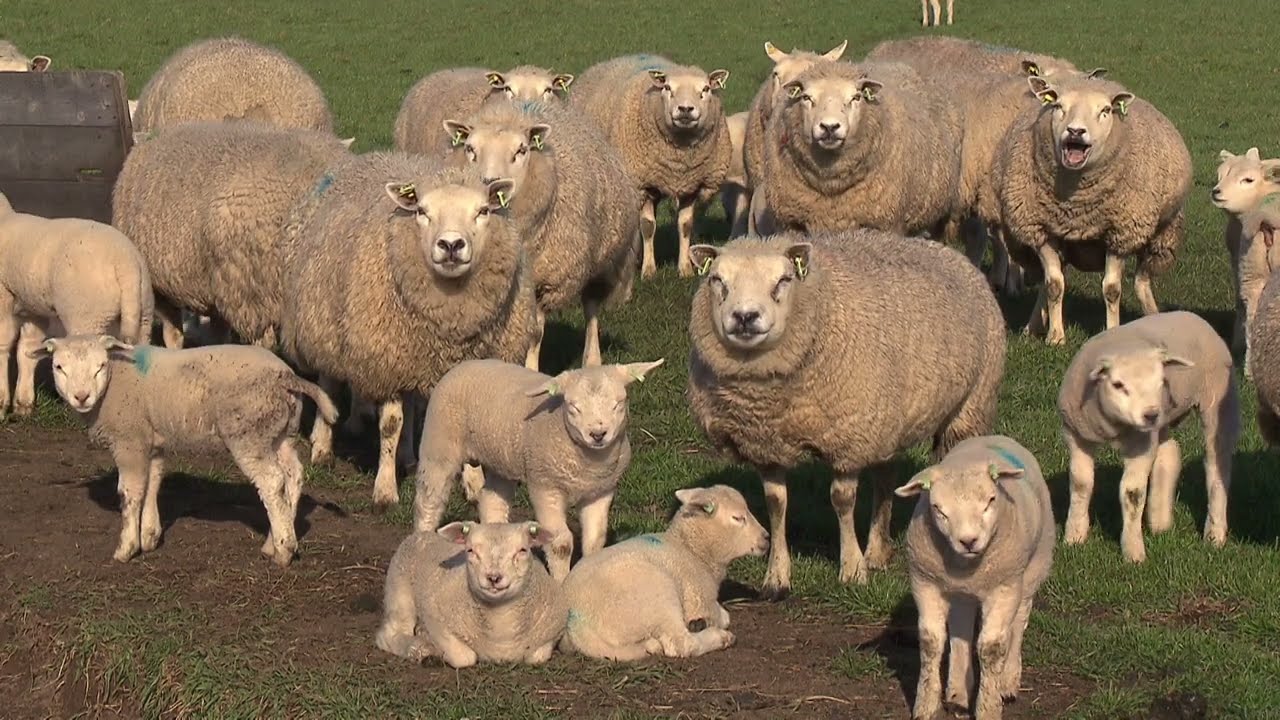Texel in vier seizoenen: De schapen van Texel