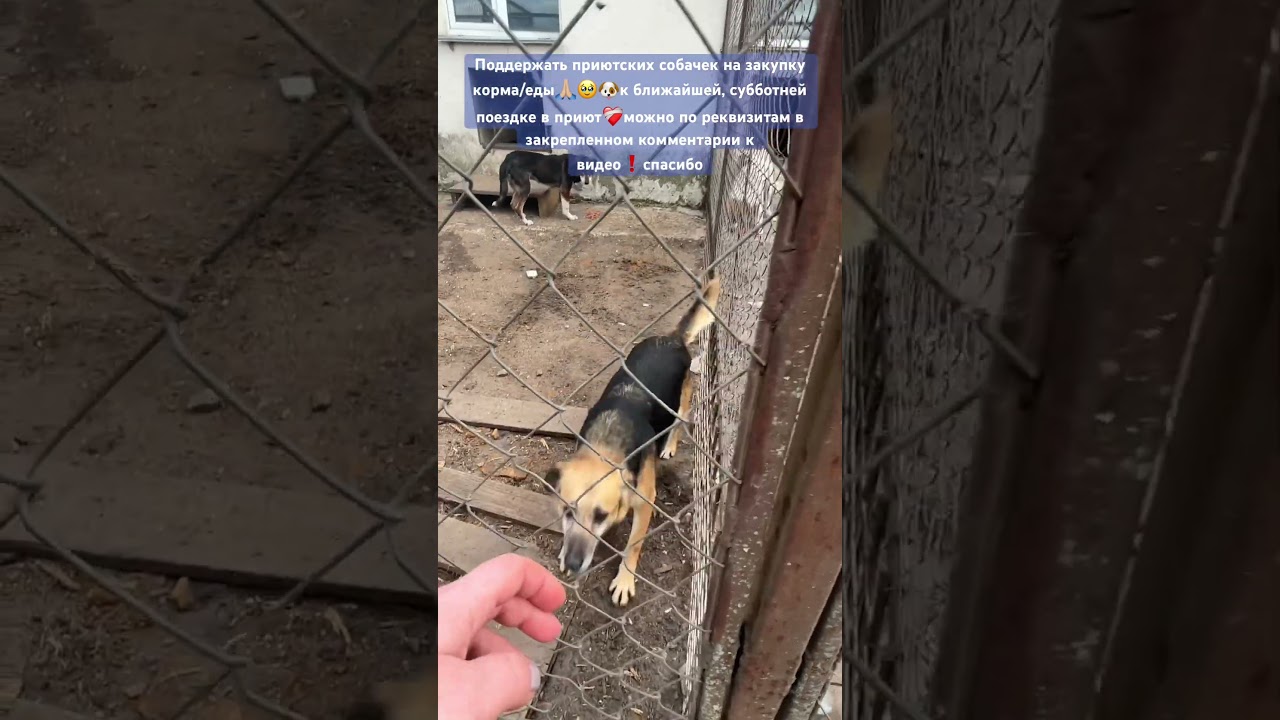 Каждый может чем-то помочь ❤️&zwj;🩹🙏🏼🥹 главное не пройти мимо&hellip;! Они так ждут&hellip;🐶❤️&zwj;🩹