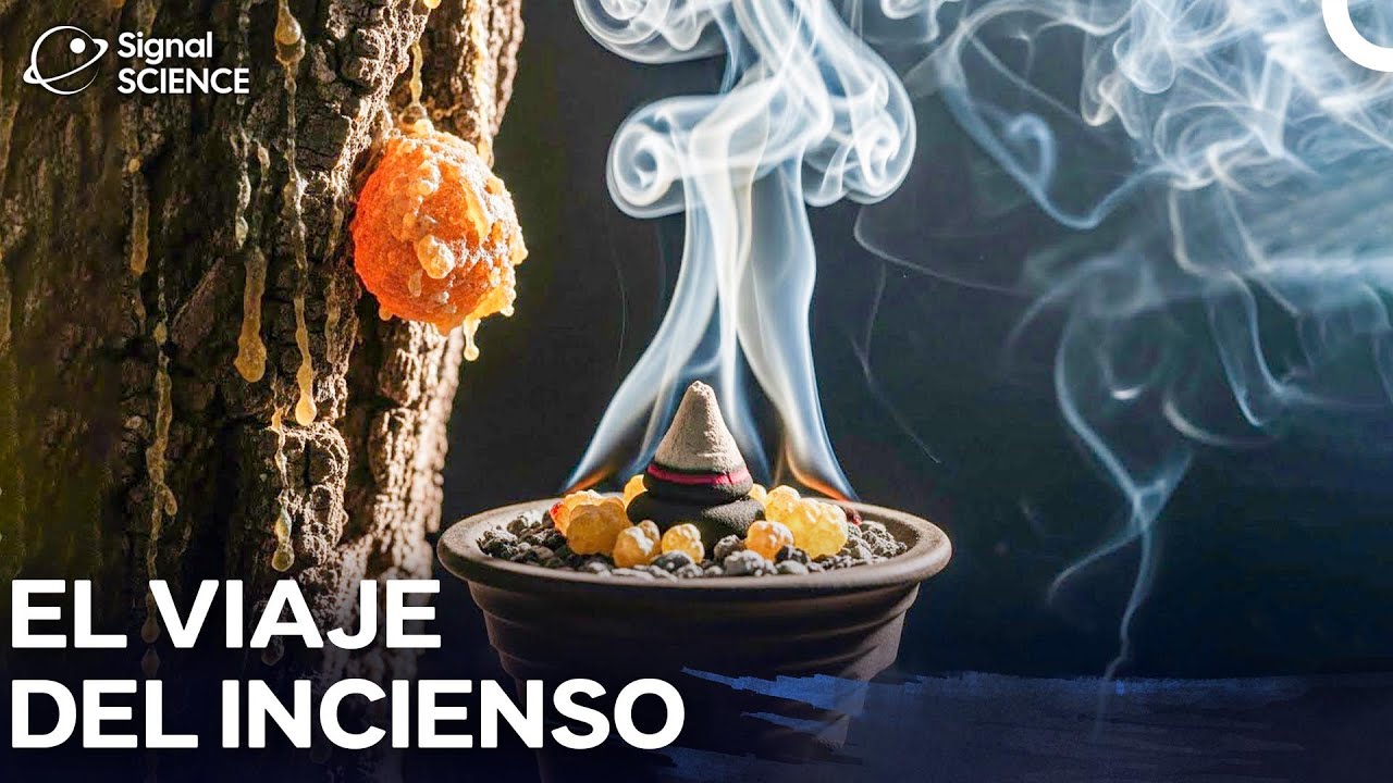 ¡Lo Que No Sabías Sobre El Incienso! I Milagros de la Naturaleza