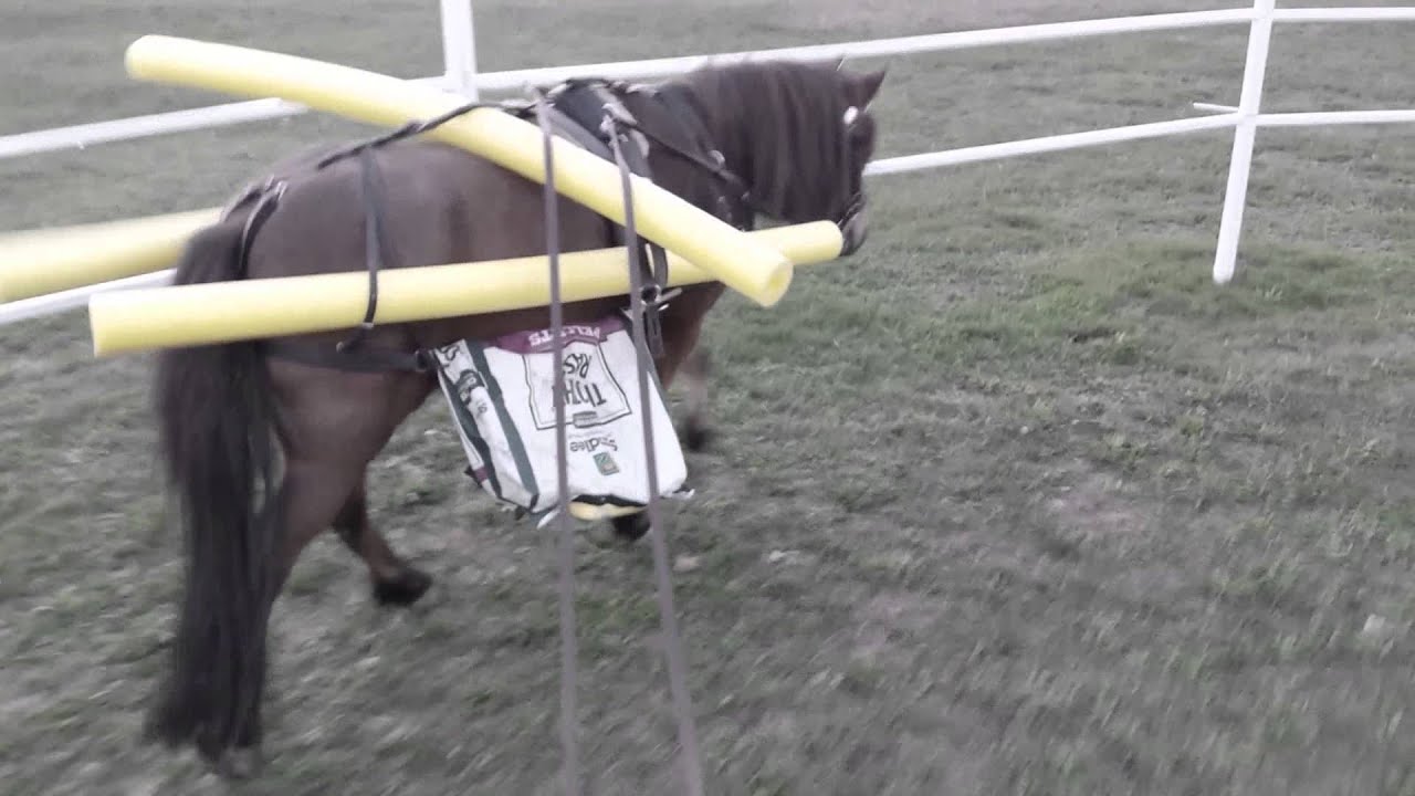Mini driving horse getting desensitizing training