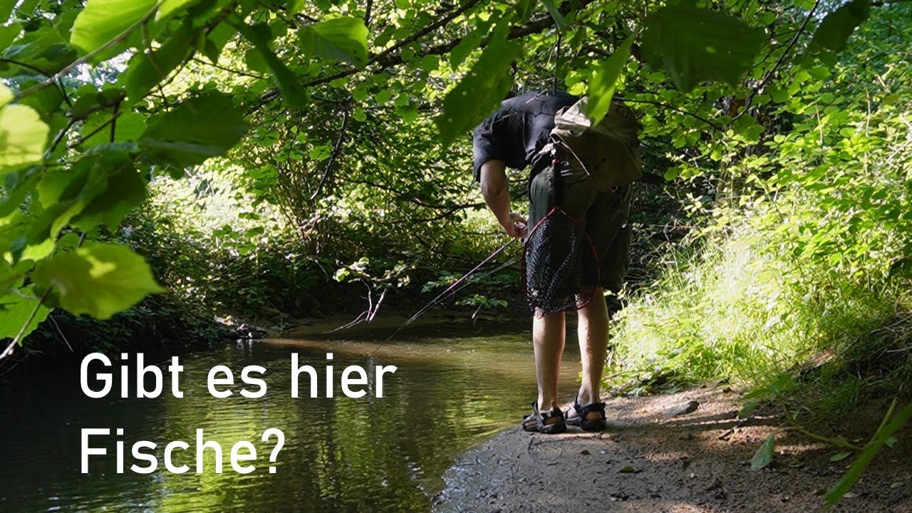 Traumhaftes ANGELN am KLEINEN Bach voller FISCHE!