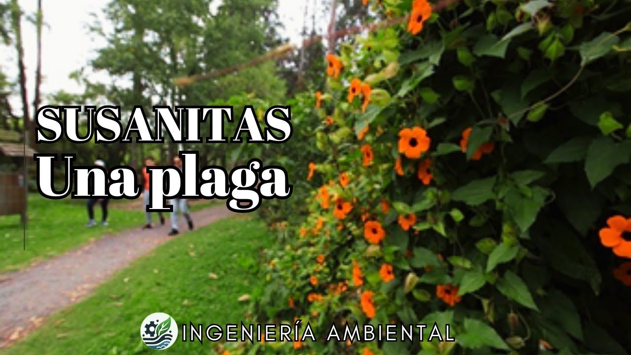 Por Qu&eacute; la Planta Susanita es una Plaga?