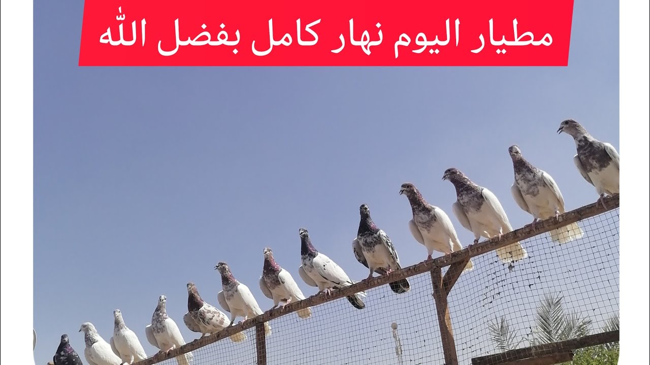 الحمام الباكستاني العراقي مطيار نهار كامل ١١/٥/٢٠٢٢/ كمل المقطع للأخير ☝️👍
