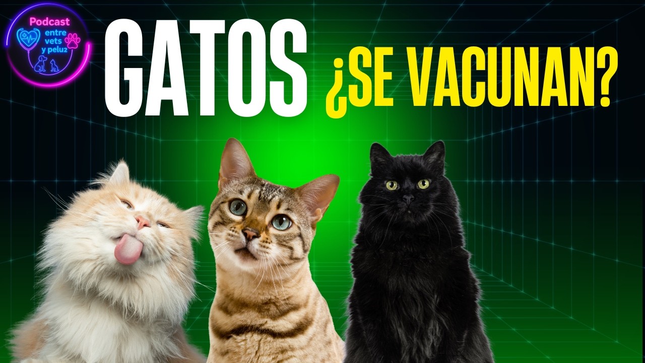 Vacunación felina | ¿Se vacunan? ¿Cuáles vacunas son Obligatorias?